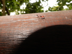 Paradasynus longirostris