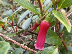 Paphia meiniana
