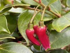 Paphia meiniana