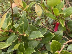 Paphia meiniana