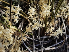 Lomandra effusa