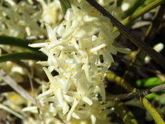 Lomandra effusa