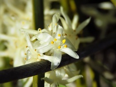 Lomandra effusa