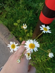 Tripleurospermum inodorum