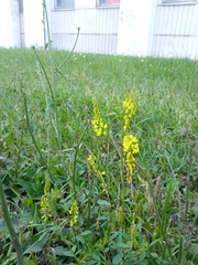Melilotus officinalis