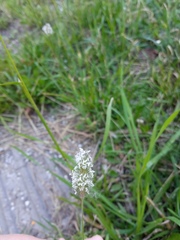 Phleum pratense