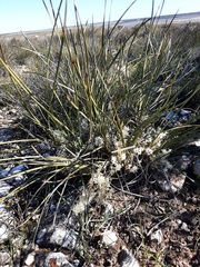 Lomandra effusa