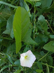 Convolvulus arvensis