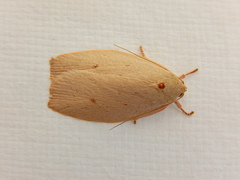 Euchaetis