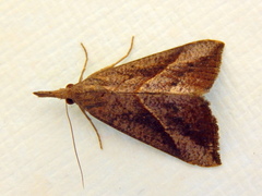 Hypena obacerralis