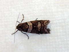 Lepidoscia heliochares