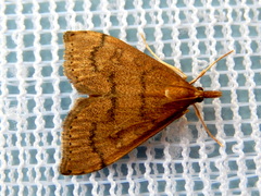 Metasia dicealis