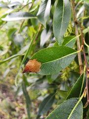 Heterarthrus microcephalus