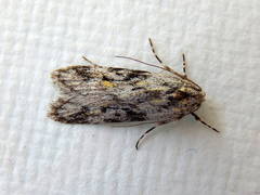 Stenoptena icmaea