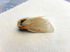 Trichiocercus mesomelas