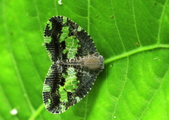 Ricanoptera fenestrata