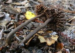 Auriscalpium umbella