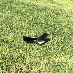 Rhipidura leucophrys