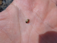 Cryptocephalus laetus