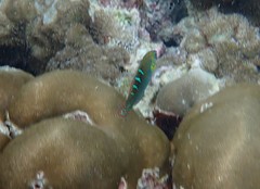 Halichoeres chrysotaenia