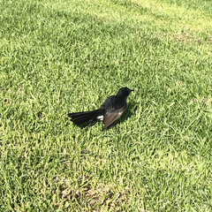 Rhipidura leucophrys