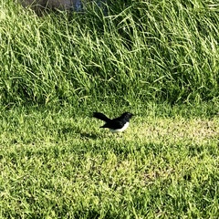 Rhipidura leucophrys