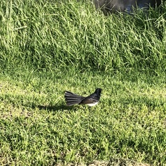 Rhipidura leucophrys