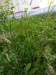 Tripleurospermum inodorum