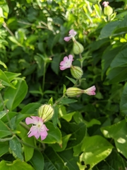 Silene × hampeana