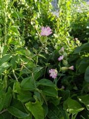 Silene × hampeana