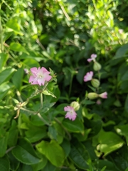 Silene × hampeana