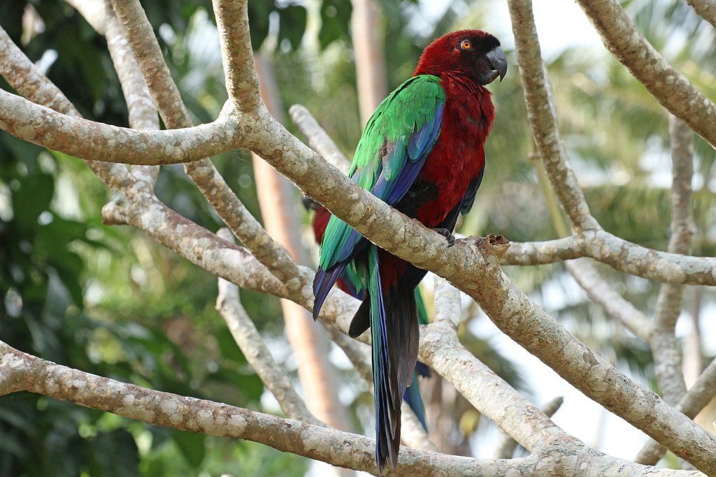 Red Shining-Parrot photo