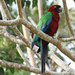 Red Shining-Parrot - Photo (c) happymountainnz, some rights reserved (CC BY-NC)