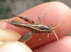 Calliptamus barbarus barbarus
