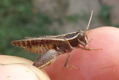 Calliptamus barbarus barbarus
