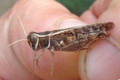 Calliptamus barbarus barbarus