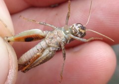 Calliptamus barbarus barbarus