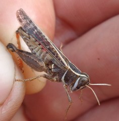 Calliptamus barbarus barbarus