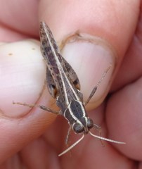 Calliptamus barbarus barbarus