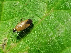 Plagiognathus arbustorum