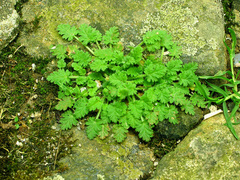Erodium maritimum