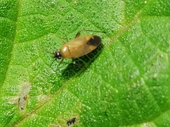 Plagiognathus arbustorum