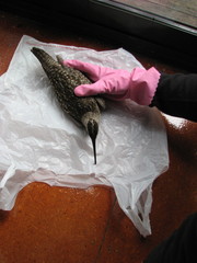 Numenius phaeopus variegatus