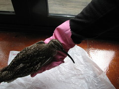 Numenius phaeopus variegatus