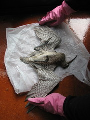 Numenius phaeopus variegatus