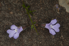 Prostanthera sejuncta