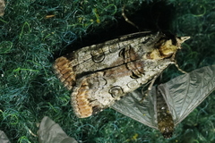 Epilecta linogrisea