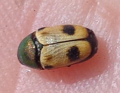 Cryptocephalus laetus