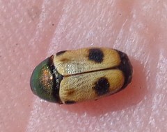 Cryptocephalus laetus