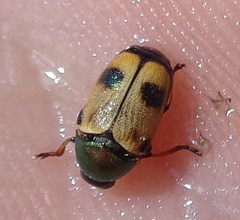 Cryptocephalus laetus